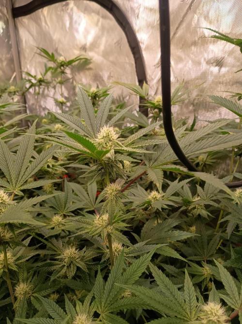 Route65 Clone run. Week 7