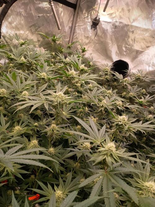 Route65 Clone run. Week 7