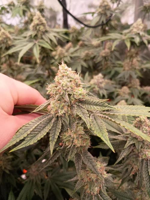 Route65 Clone run. Week 10