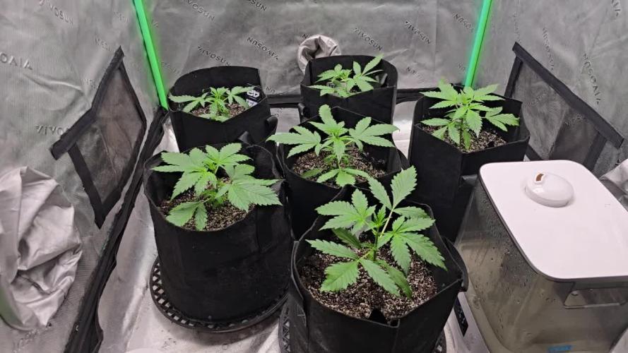 Mr175budman ( 42Fastbuds)