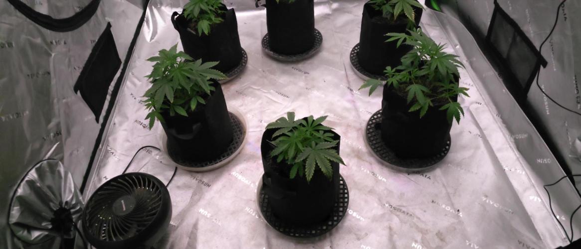 Mr175budman ( 42Fastbuds)