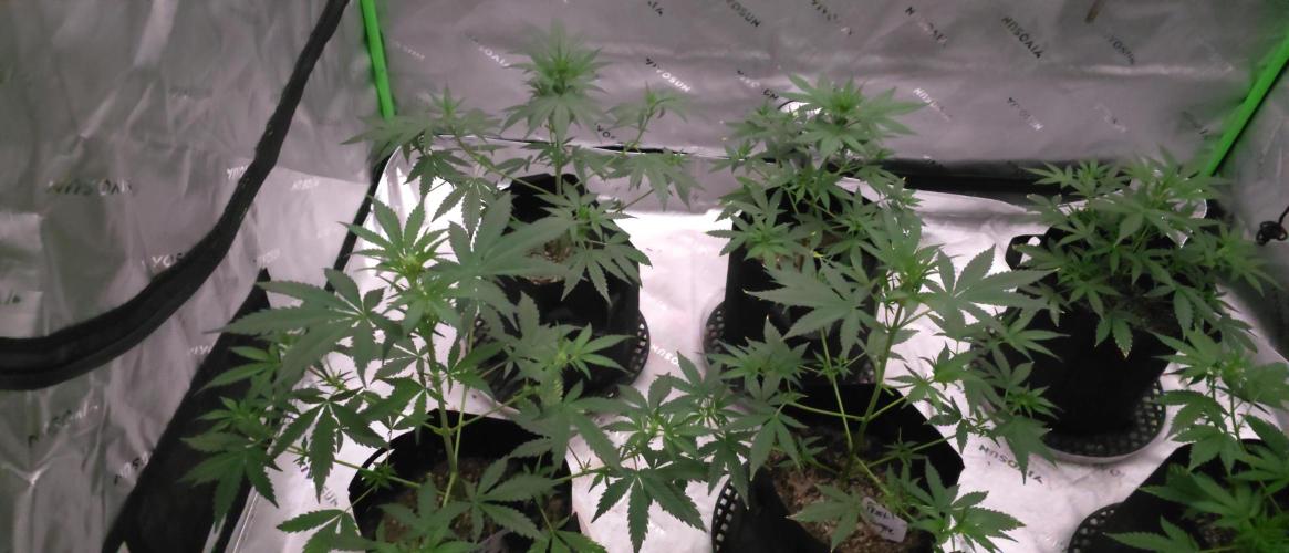 Mr175budman ( 42Fastbuds)