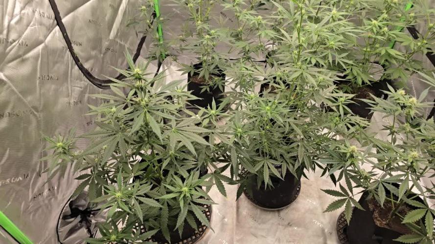 Mr175budman ( 42Fastbuds)