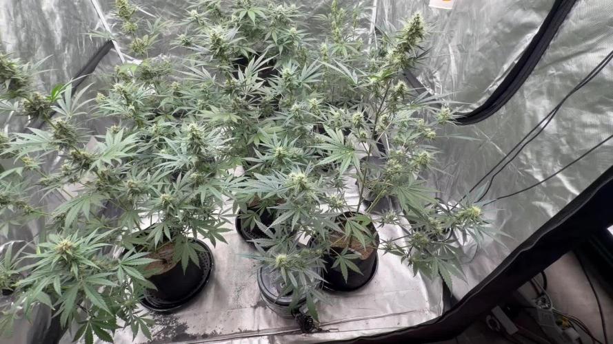 Mr175budman ( 42Fastbuds)