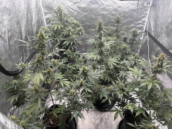 Mr175budman ( 42Fastbuds). Week 9