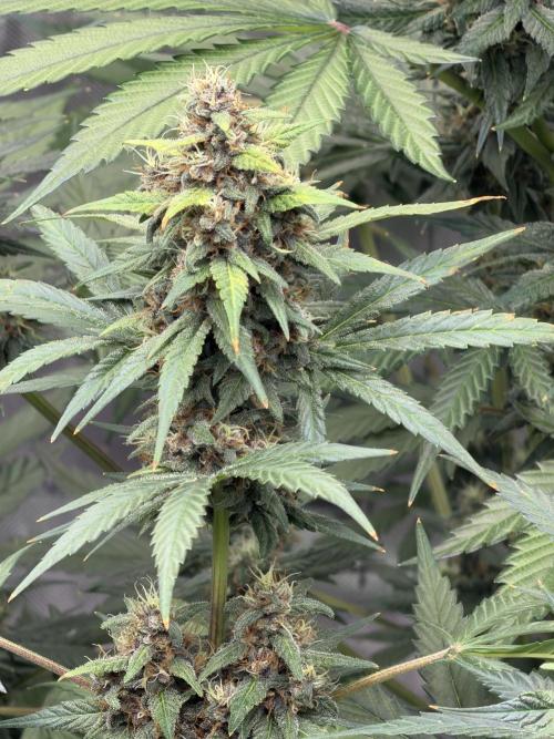 Mr175budman ( 42Fastbuds). Week 9