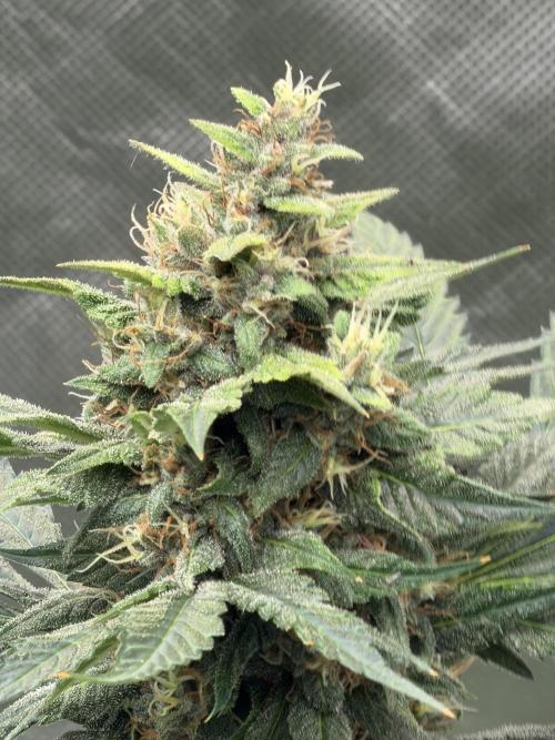 Mr175budman ( 42Fastbuds). Week 9