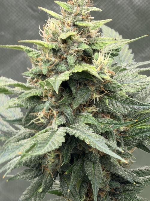 Mr175budman ( 42Fastbuds). Week 9