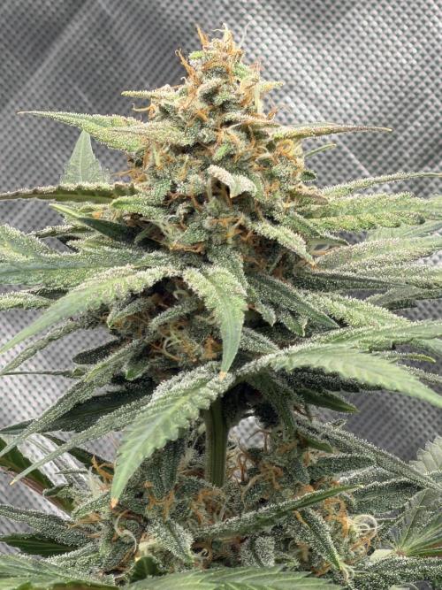 Mr175budman ( 42Fastbuds). Week 9