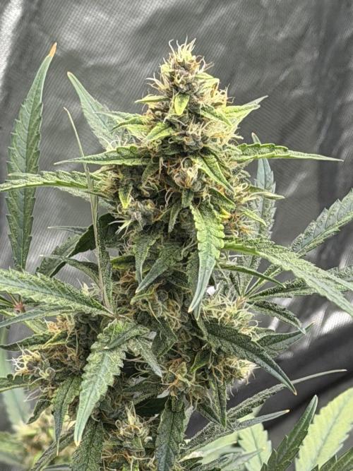 Mr175budman ( 42Fastbuds). Week 9