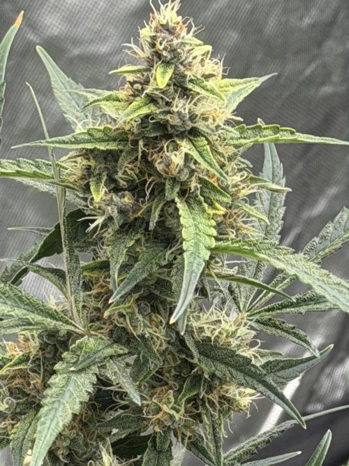 Mr175budman ( 42Fastbuds). Week 9