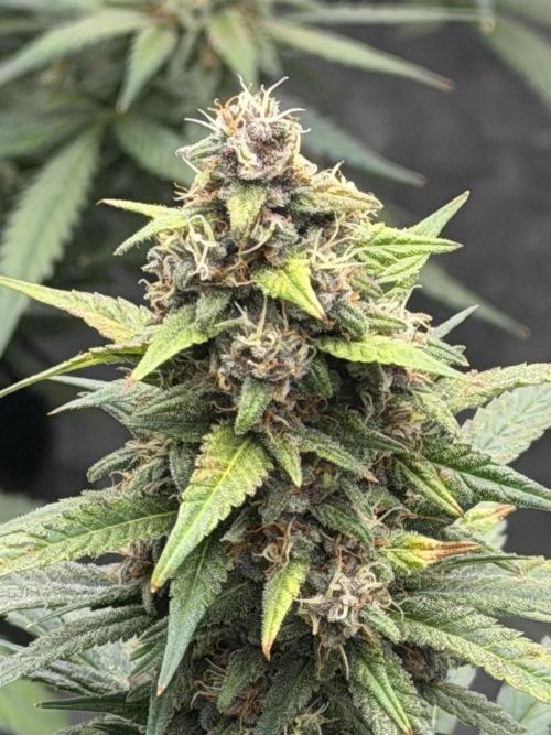 Mr175budman ( 42Fastbuds). Week 9