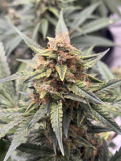 Mr175budman ( 42Fastbuds). Week 9