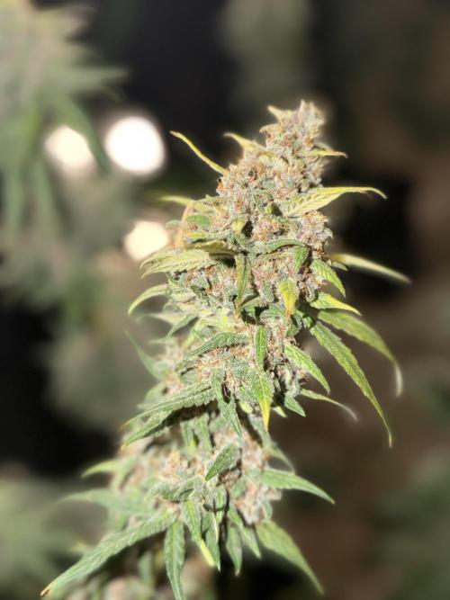 Mr175budman ( 42Fastbuds). Week 10