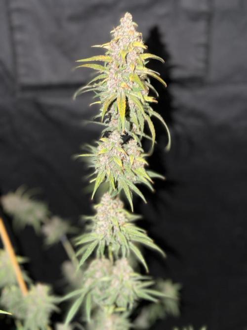 Mr175budman ( 42Fastbuds). Week 10