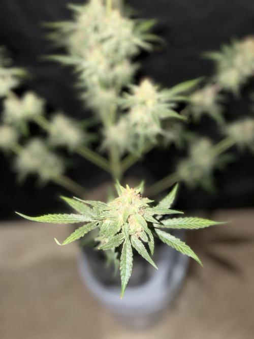 Mr175budman ( 42Fastbuds). Week 10