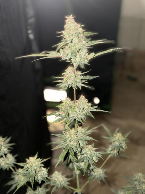 Mr175budman ( 42Fastbuds). Week 10