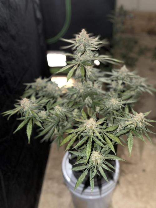 Mr175budman ( 42Fastbuds). Week 10