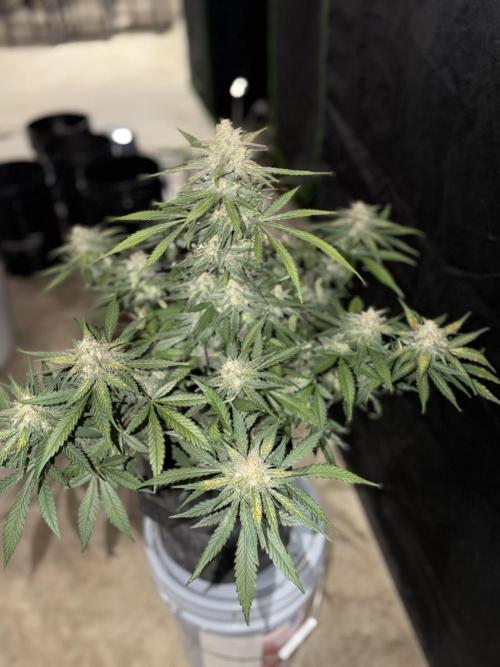 Mr175budman ( 42Fastbuds). Week 10