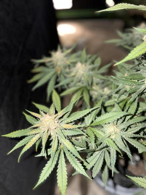 Mr175budman ( 42Fastbuds). Week 10