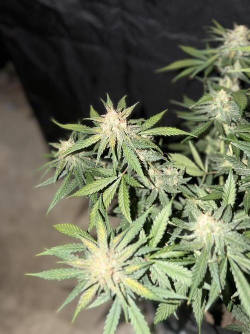 Mr175budman ( 42Fastbuds). Week 10