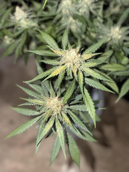 Mr175budman ( 42Fastbuds). Week 10