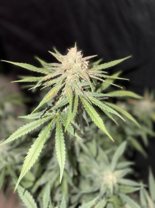 Mr175budman ( 42Fastbuds). Week 10