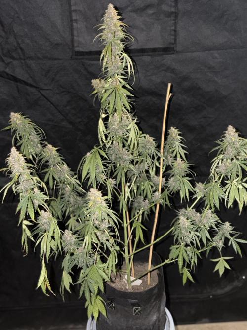 Mr175budman ( 42Fastbuds). Week 10