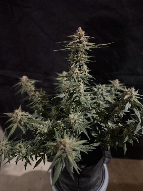 Mr175budman ( 42Fastbuds). Week 10