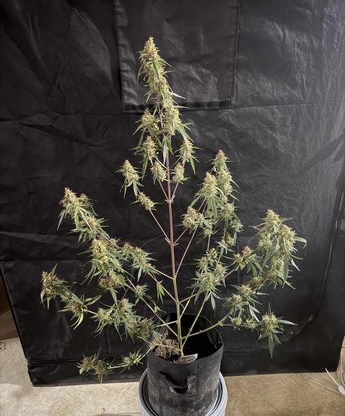 Mr175budman ( 42Fastbuds). Week 10