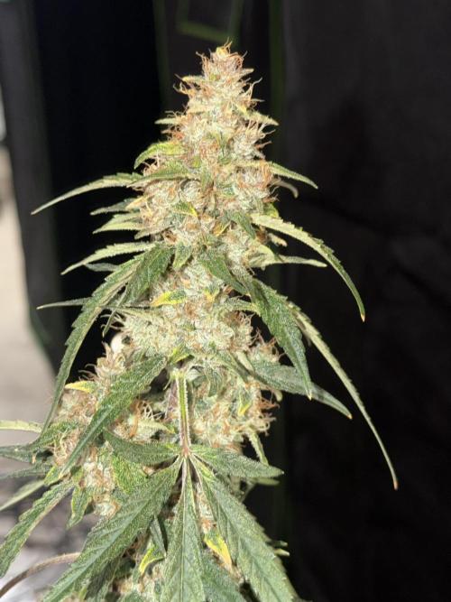 Mr175budman ( 42Fastbuds). Week 10