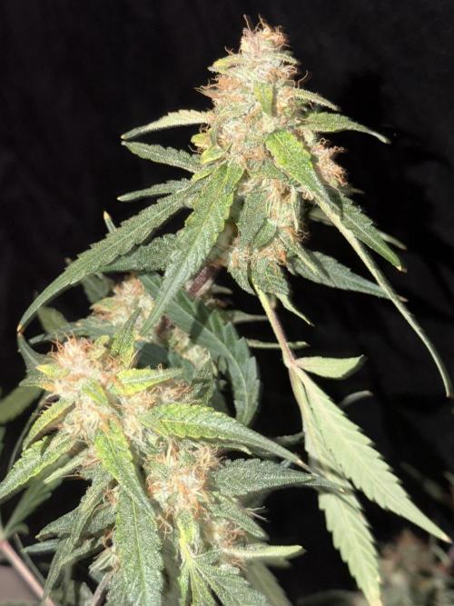 Mr175budman ( 42Fastbuds). Week 10