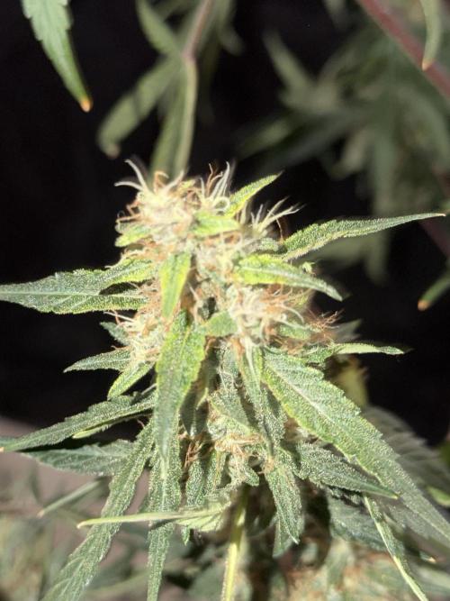 Mr175budman ( 42Fastbuds). Week 10