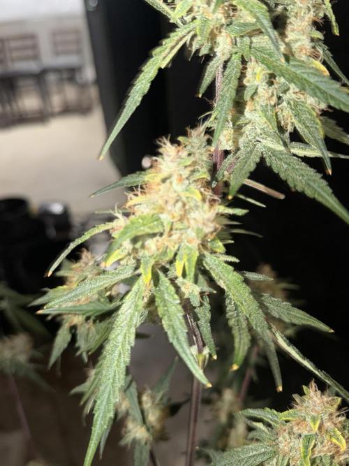 Mr175budman ( 42Fastbuds). Week 10