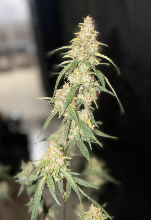 Mr175budman ( 42Fastbuds). Week 10