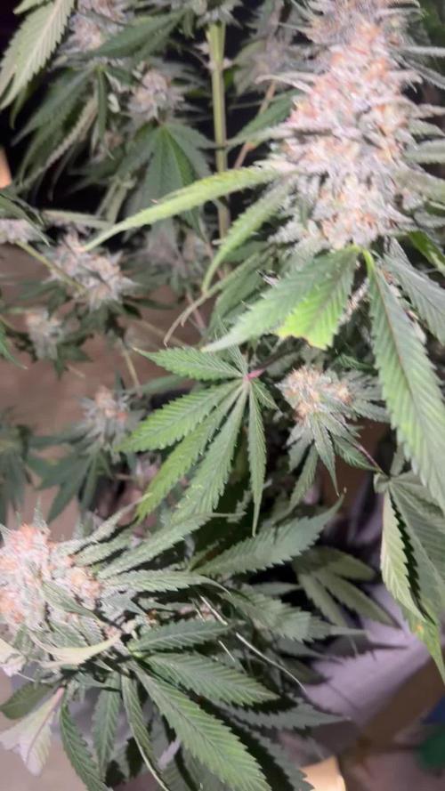 Mr175budman ( 42Fastbuds)