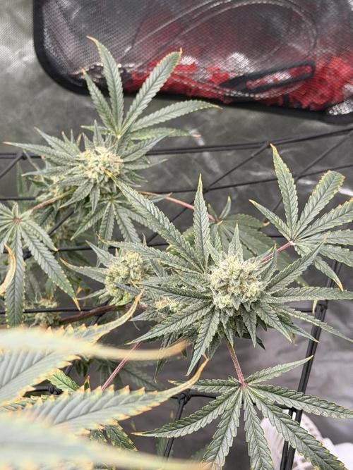 STRNG SEEDS grow. Week 6