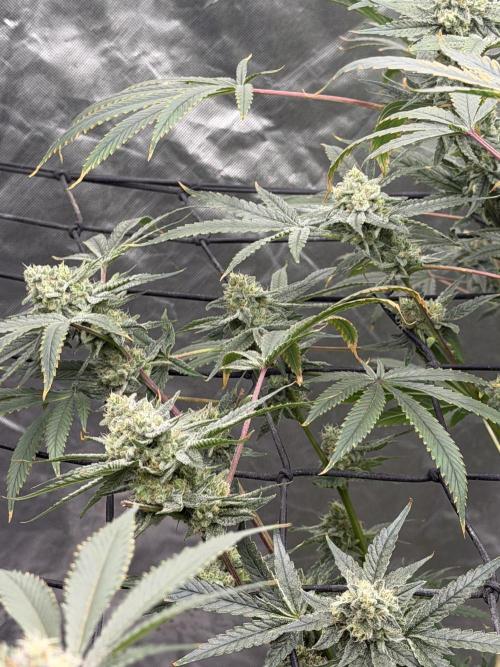 STRNG SEEDS grow. Week 6