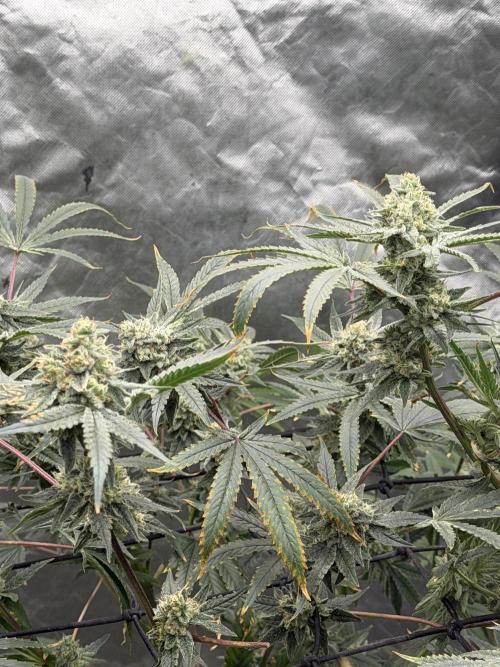 STRNG SEEDS grow. Week 6