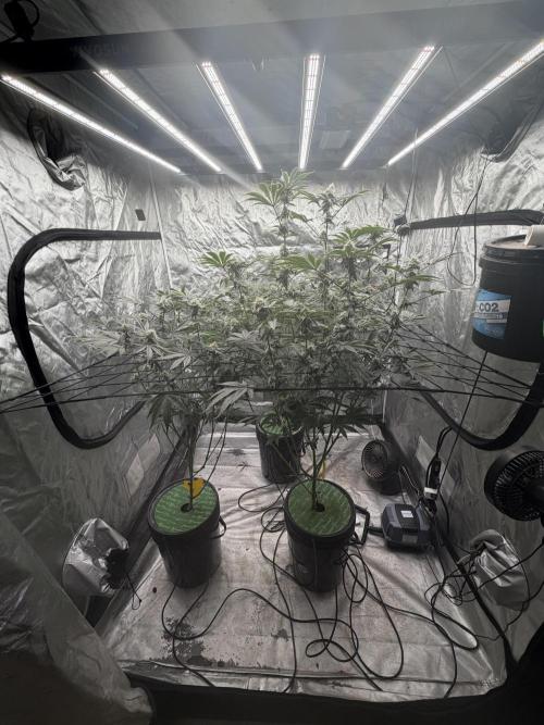 STRNG SEEDS grow. Week 6