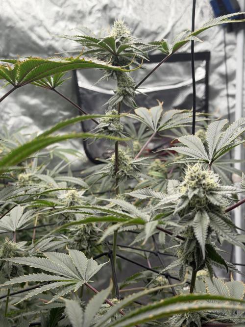 STRNG SEEDS grow. Week 6