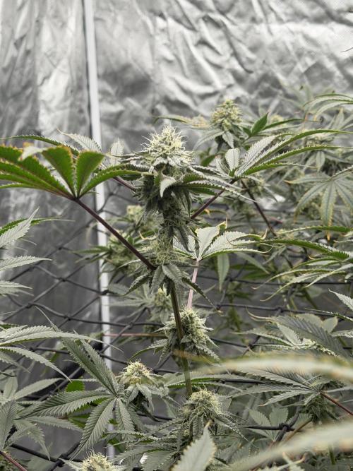 STRNG SEEDS grow. Week 6