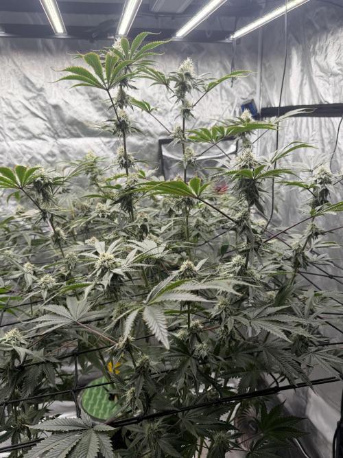 STRNG SEEDS grow. Week 6