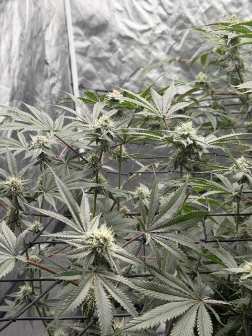 STRNG SEEDS grow. Week 6