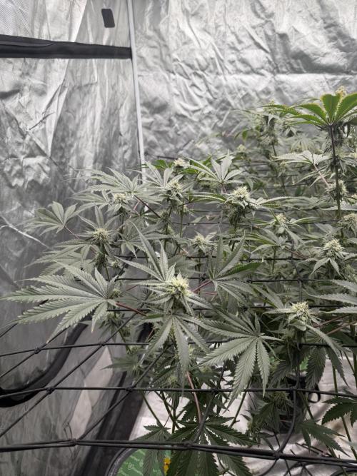 STRNG SEEDS grow. Week 6