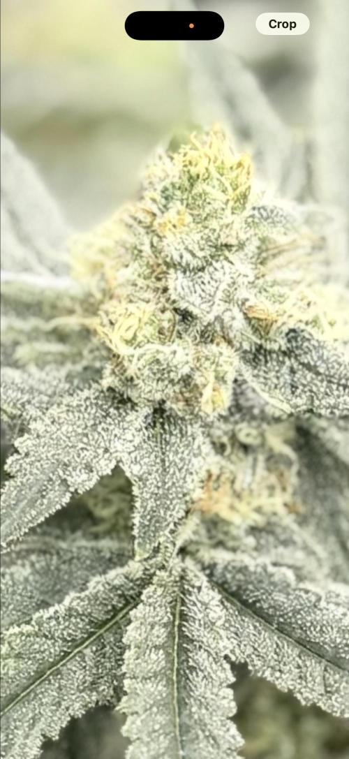 STRNG SEEDS grow. Week 6