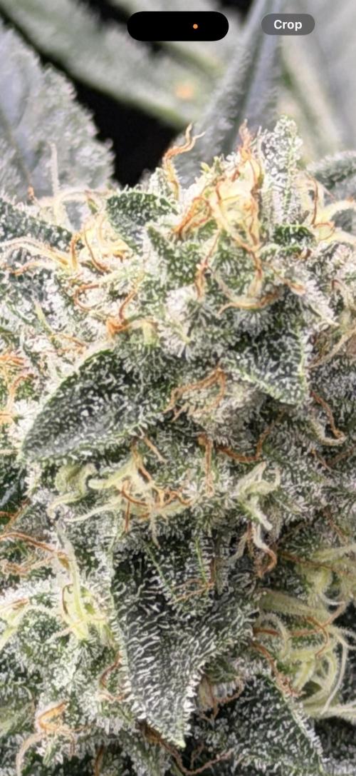 STRNG SEEDS grow. Week 6