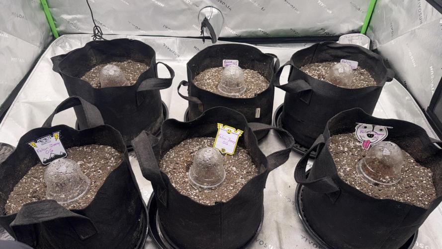 Mephisto genetics. Week 0