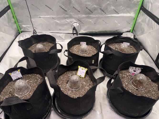 Mephisto genetics. Week 0