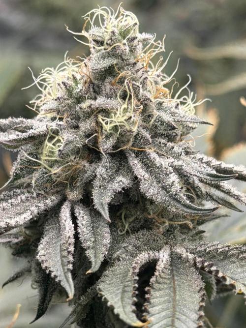 STRNG SEEDS grow. Week 7